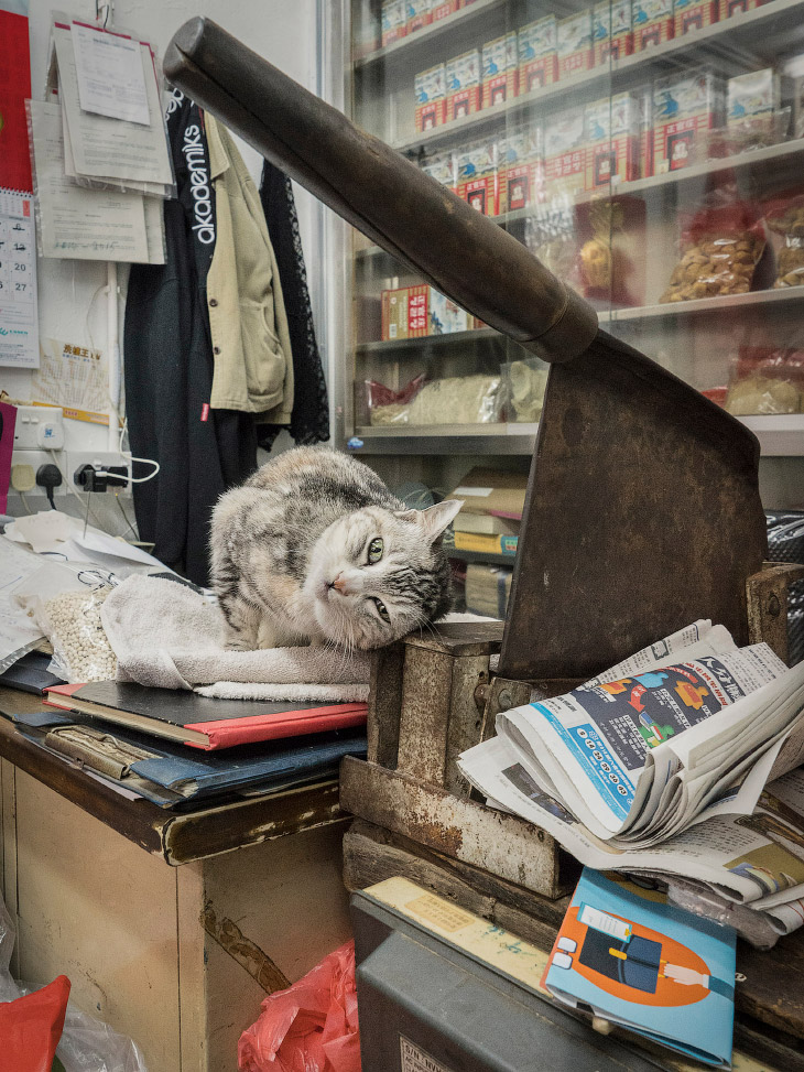 Тайная жизнь кошек в магазинах Гонконга фото
