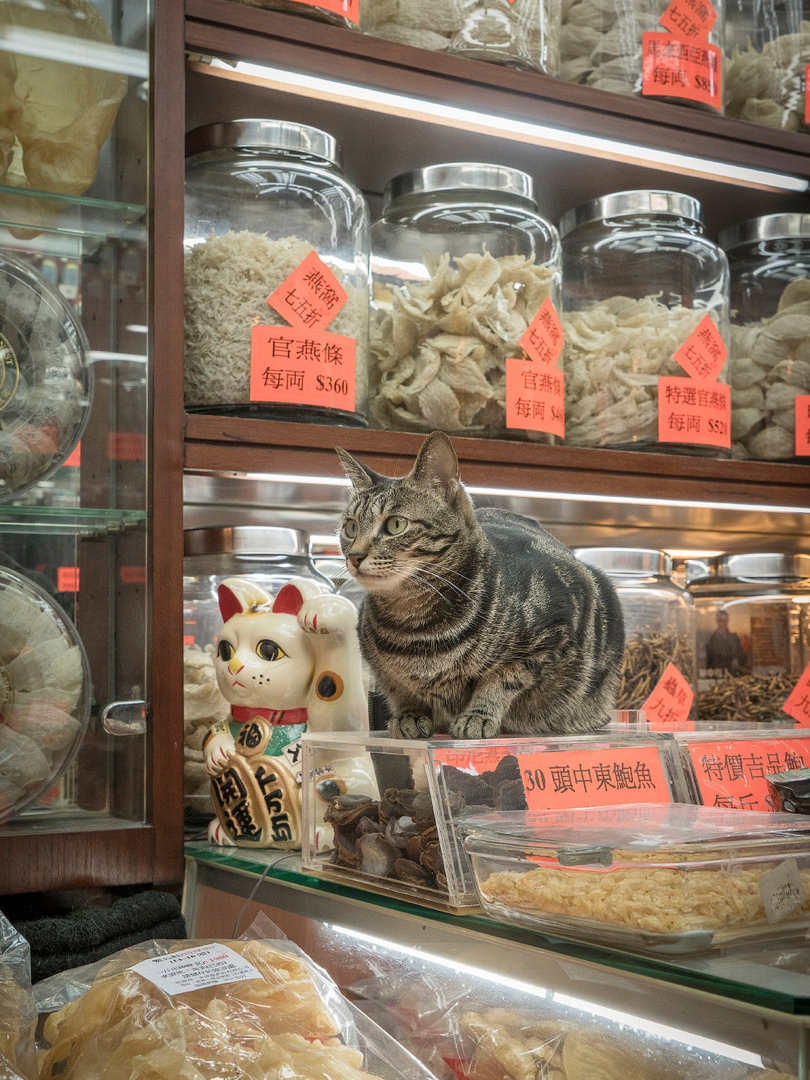 жизнь кошек в магазинах китай фото
